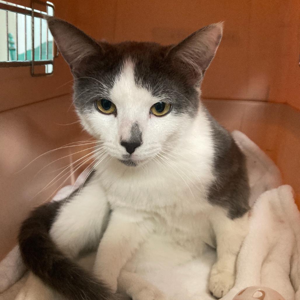 PB (Pretty Boy), Adoptable, Young Male Domestic Short Hair.