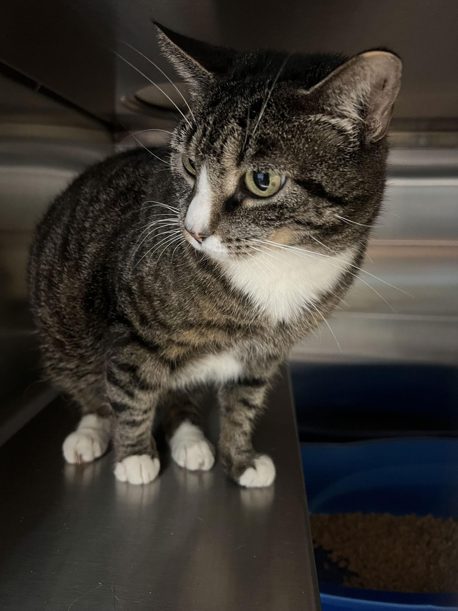 Enlarge Toffee, a Adoptable Domestic Short Hair in Staley, NC image 1/1