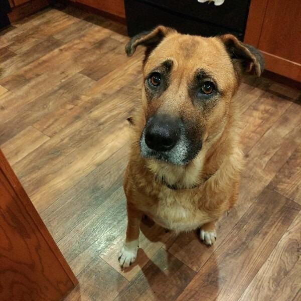 Rue, Adoptable, Senior Female Shepherd & Mixed Breed.
