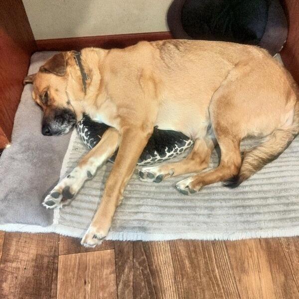 Rue, a Adoptable mixed breed in Alma, WI image 4/5