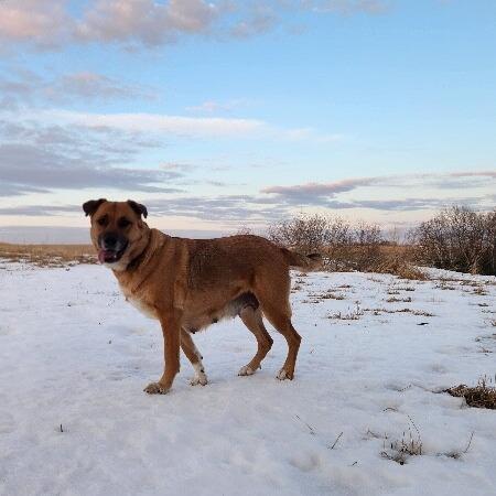 Rue, a Adoptable mixed breed in Alma, WI image 5/5