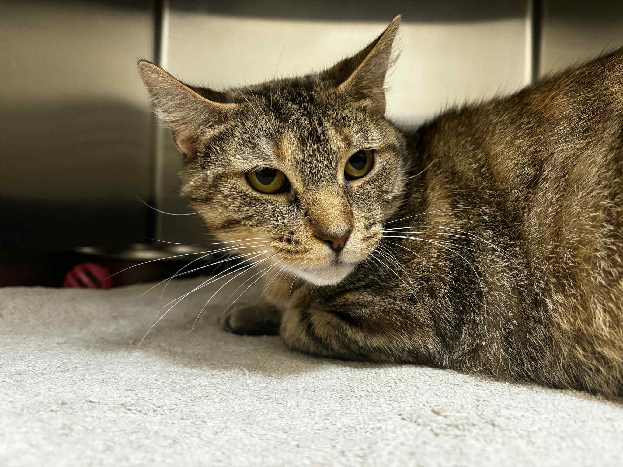 Meadow, Adoptable, Adult Female Domestic Short Hair.