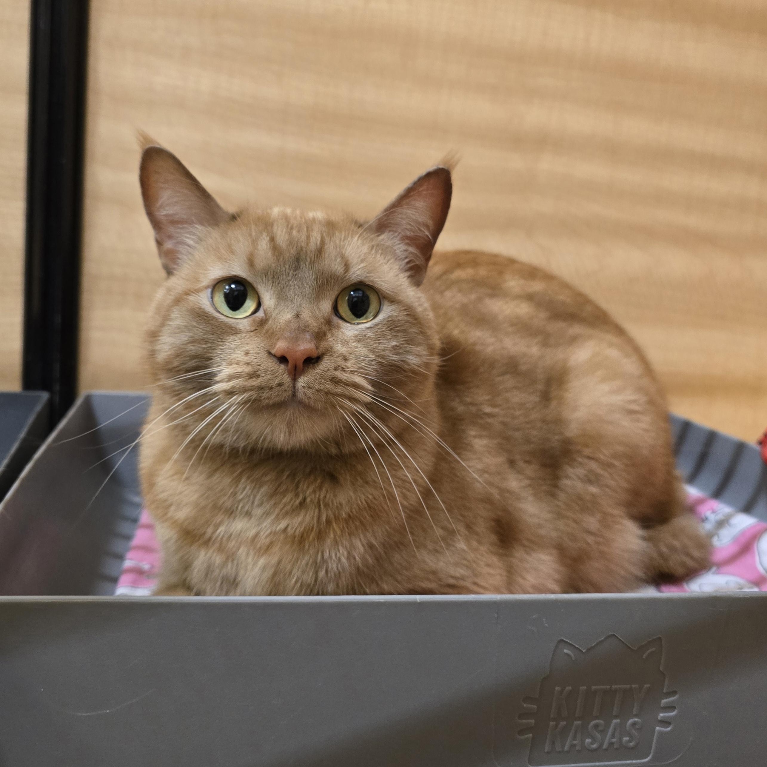 Winston, adopted, Adult Male Domestic Short Hair.