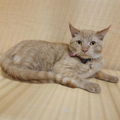 Enlarge Winston, an adopted Domestic Short Hair in Yukon, OK image 2/2