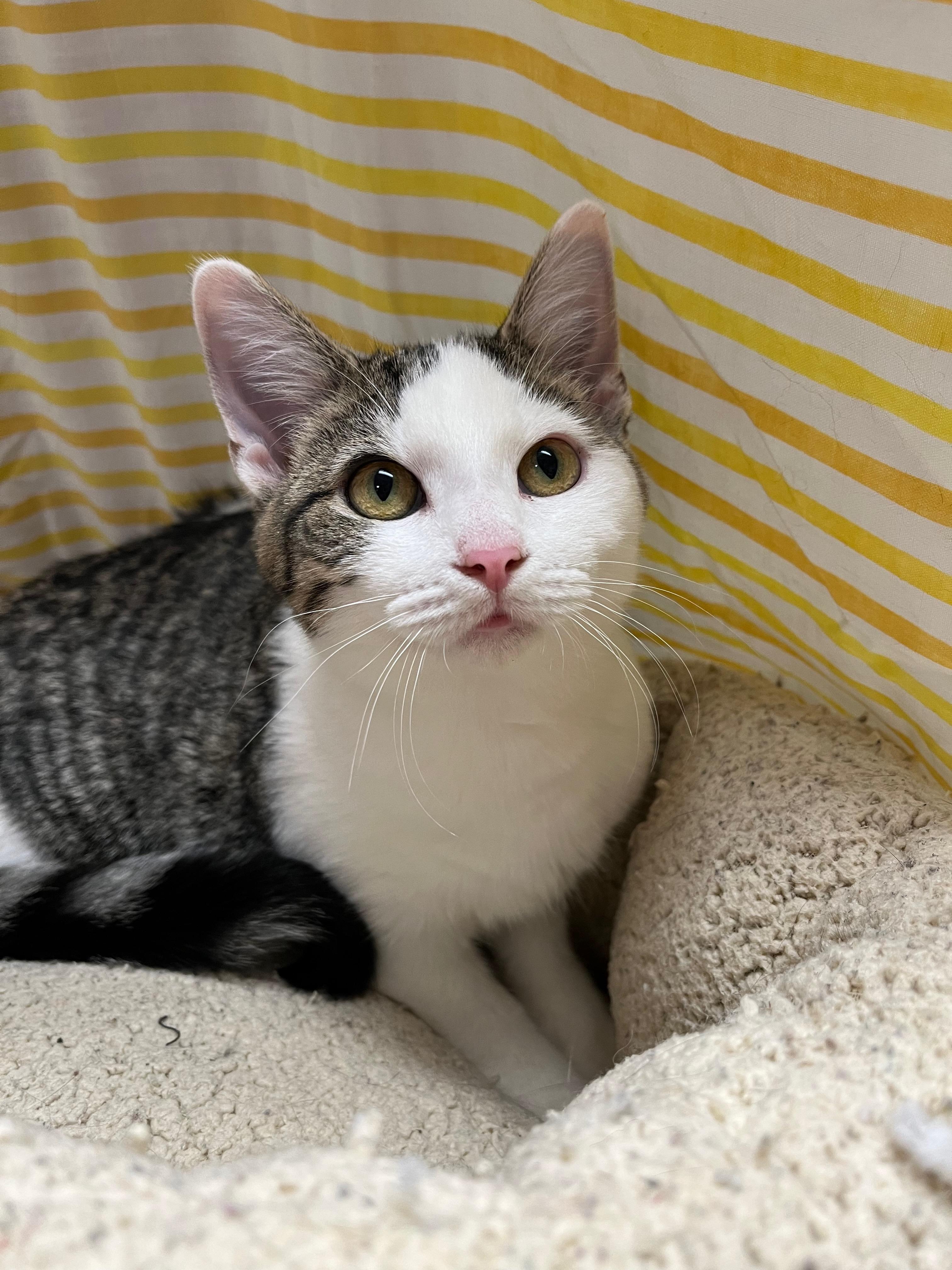 Mercedes, a Adoptable Domestic Short Hair in Richmond, KY image 1/6