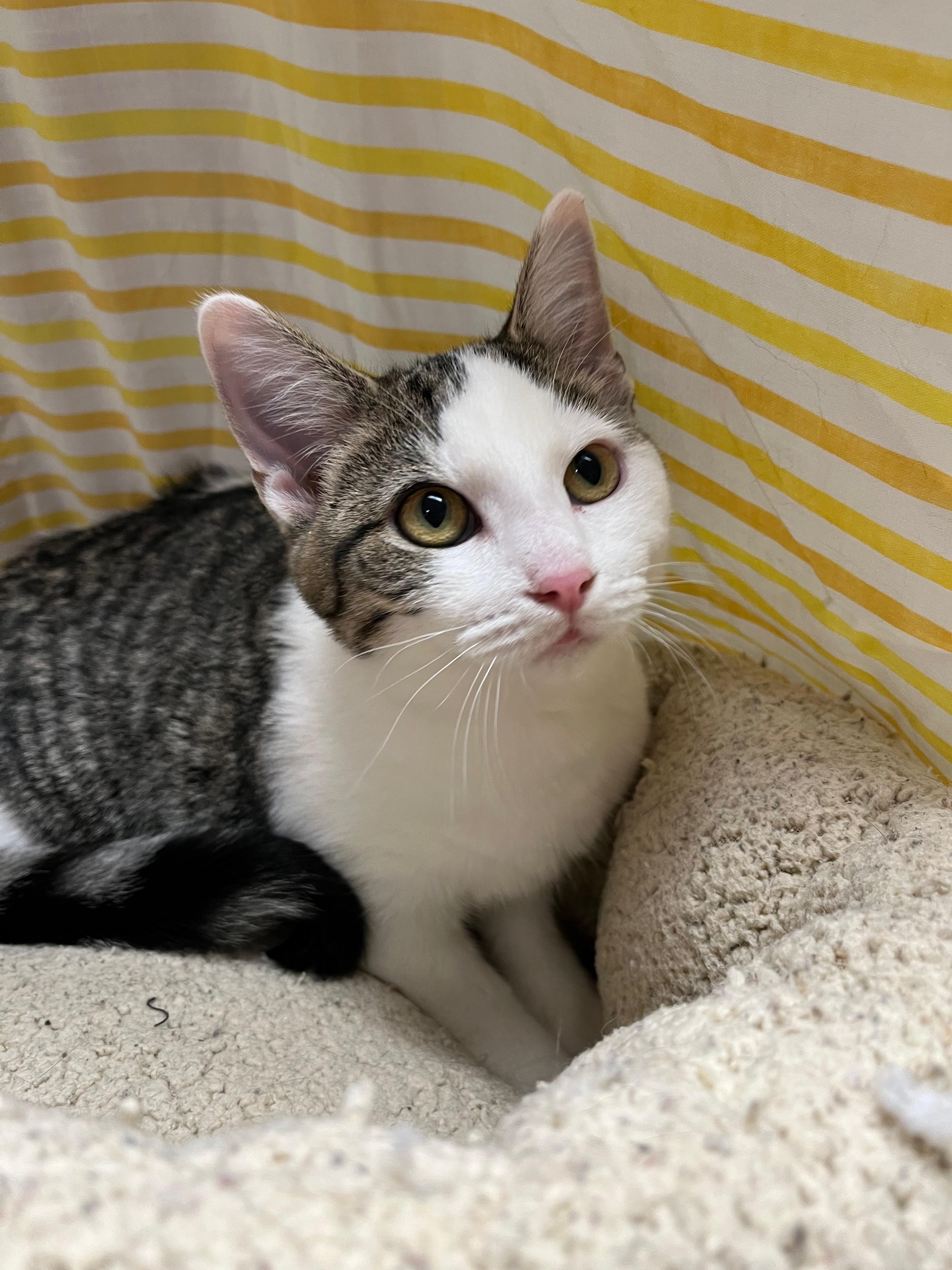 Mercedes, a Adoptable Domestic Short Hair in Richmond, KY image 3/6