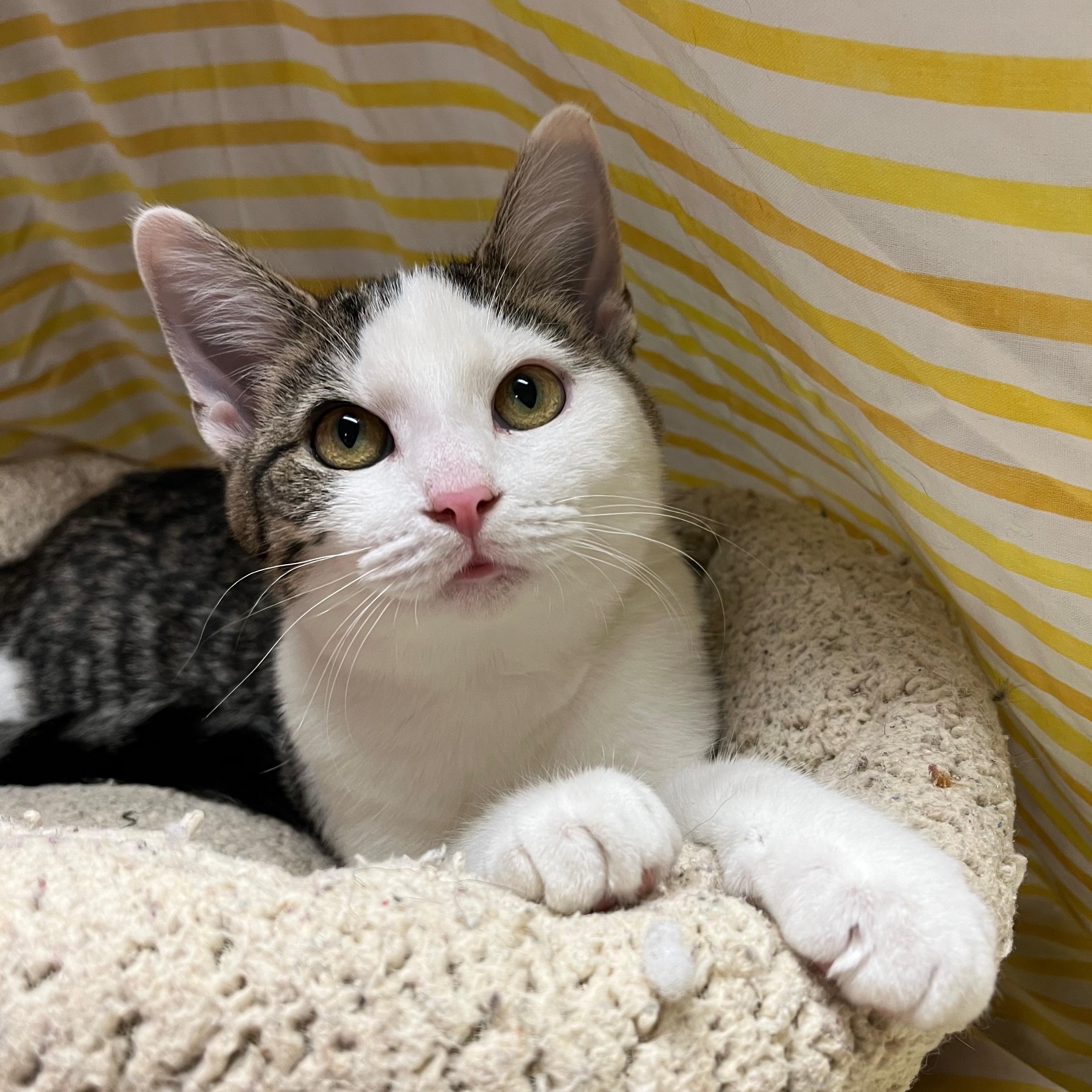 Mercedes, Adoptable, Kitten Female Domestic Short Hair.