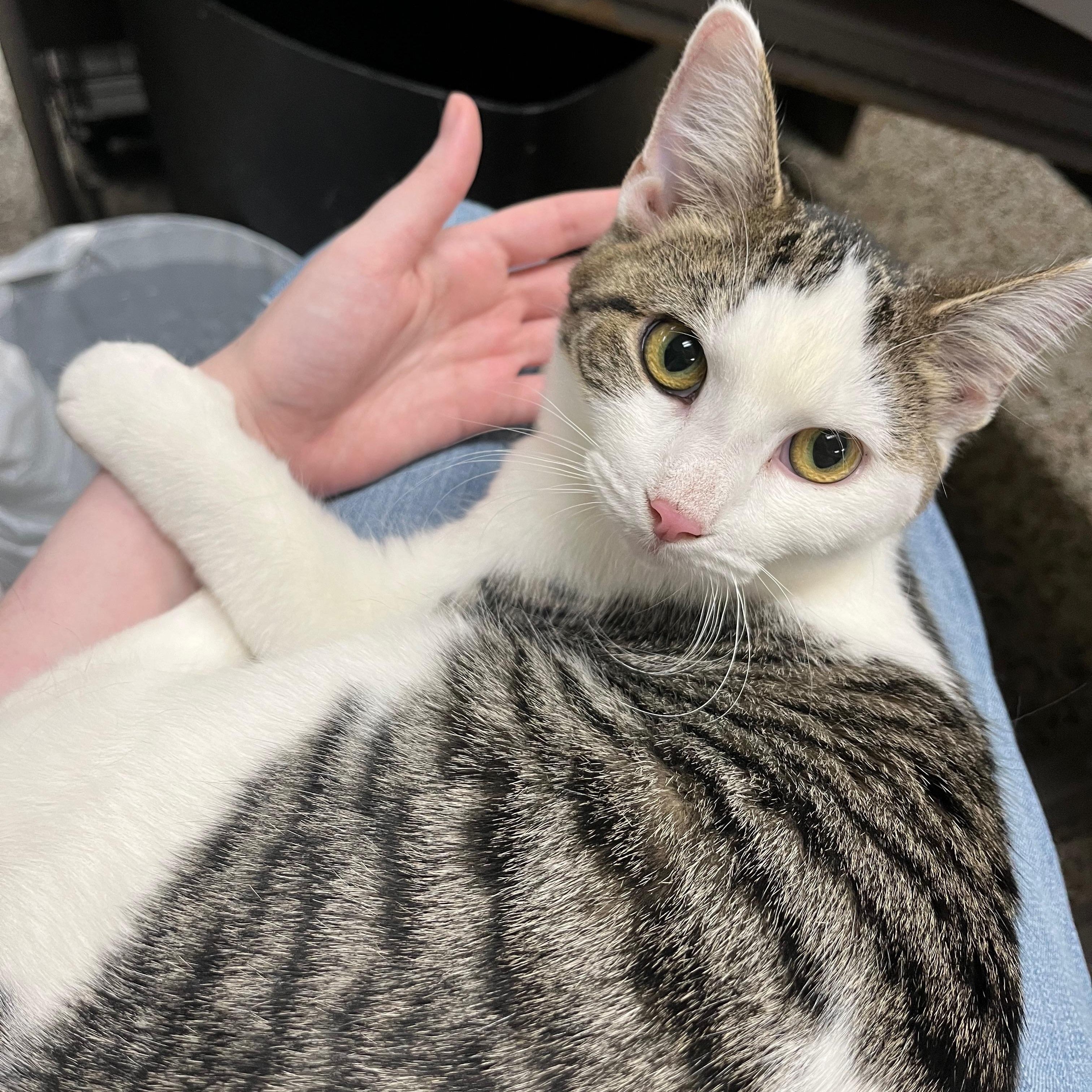 Enlarge Mercedes, a Adoptable Domestic Short Hair in Richmond, KY image 6/6