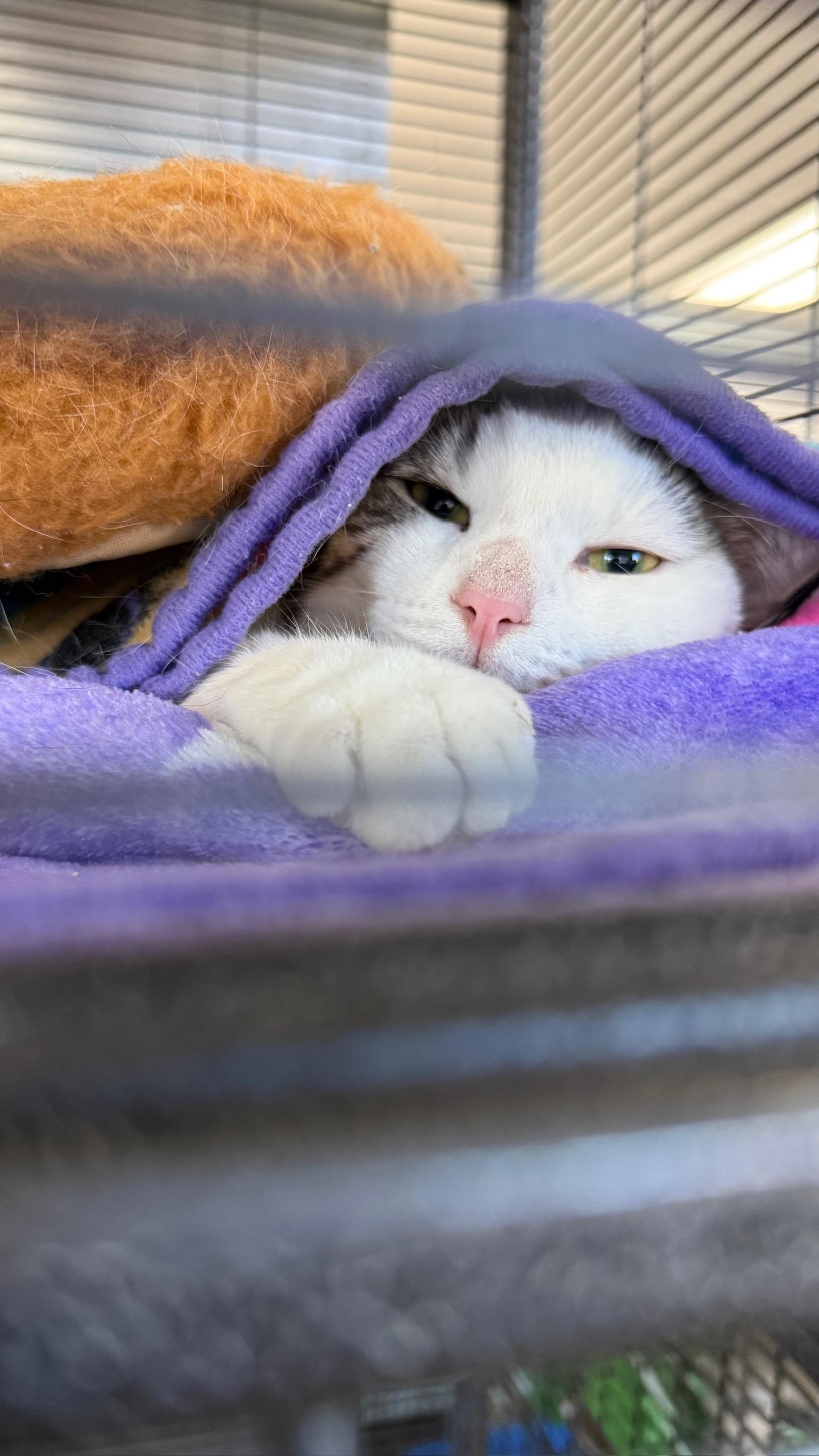 Mercedes, Adoptable, Kitten Female Domestic Short Hair.