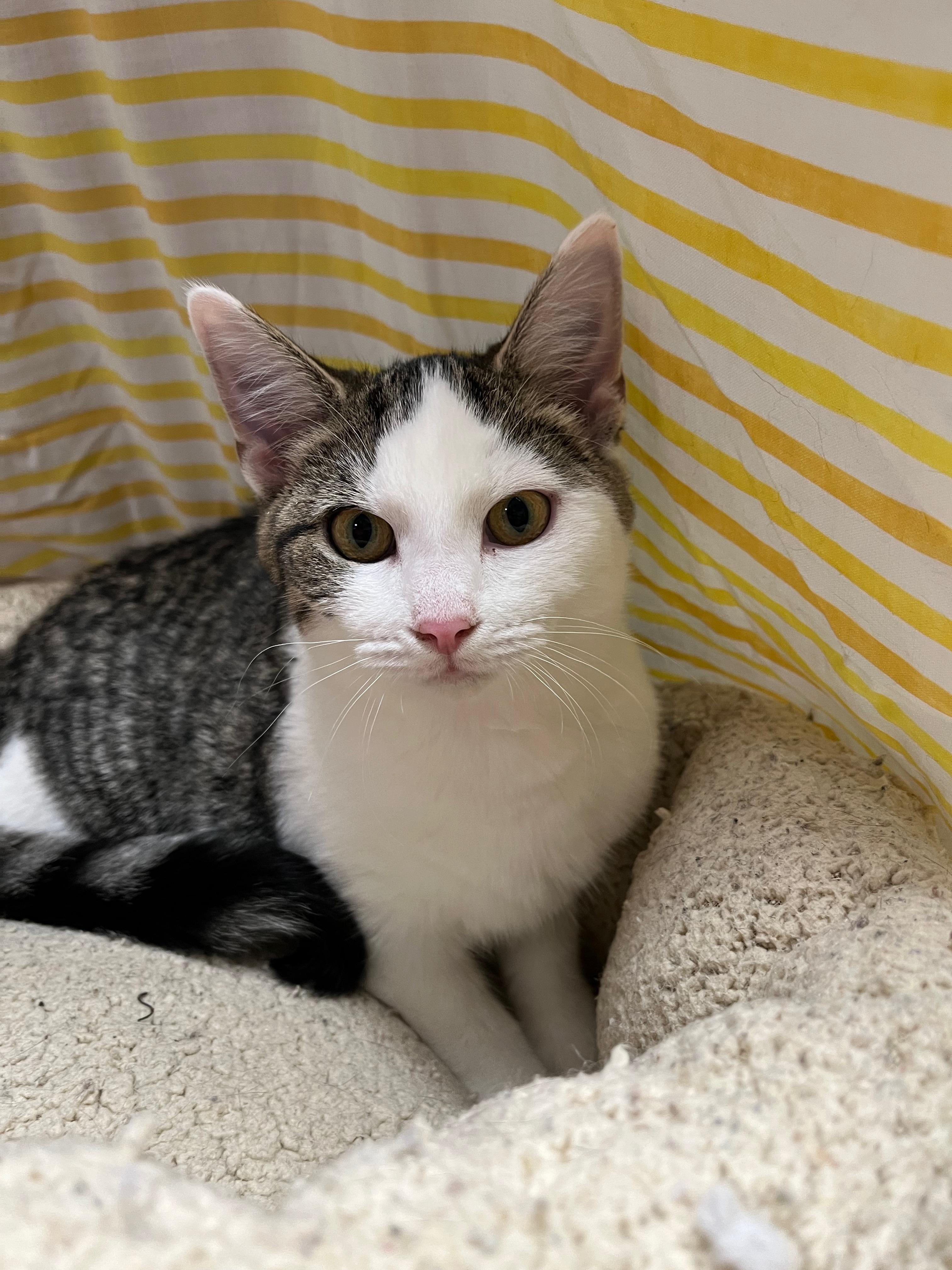Mercedes, Adoptable, Kitten Female Domestic Short Hair.