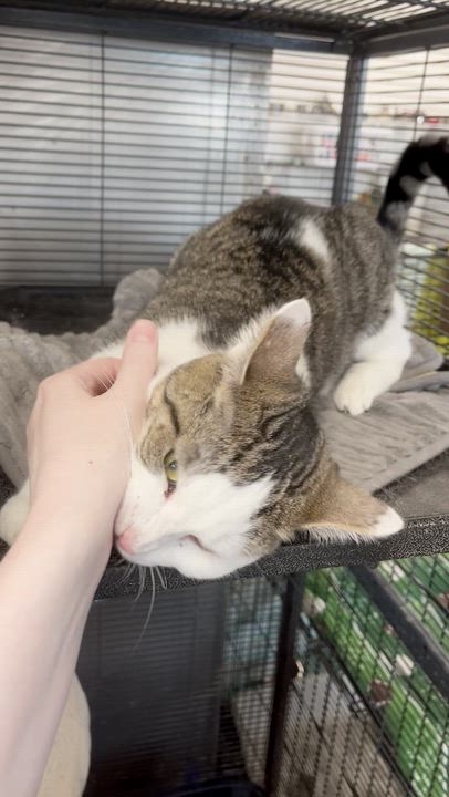 Enlarge Mercedes, a Adoptable Domestic Short Hair in Richmond, KY video 6/6