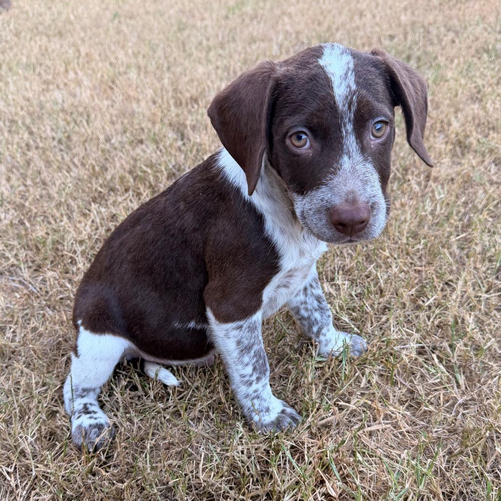 Colt photo