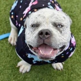 Enlarge Harper, a Adoptable mixed breed in Prospect, CT image 6/6