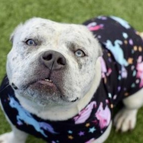 Enlarge Harper, a Adoptable mixed breed in Prospect, CT image 5/6