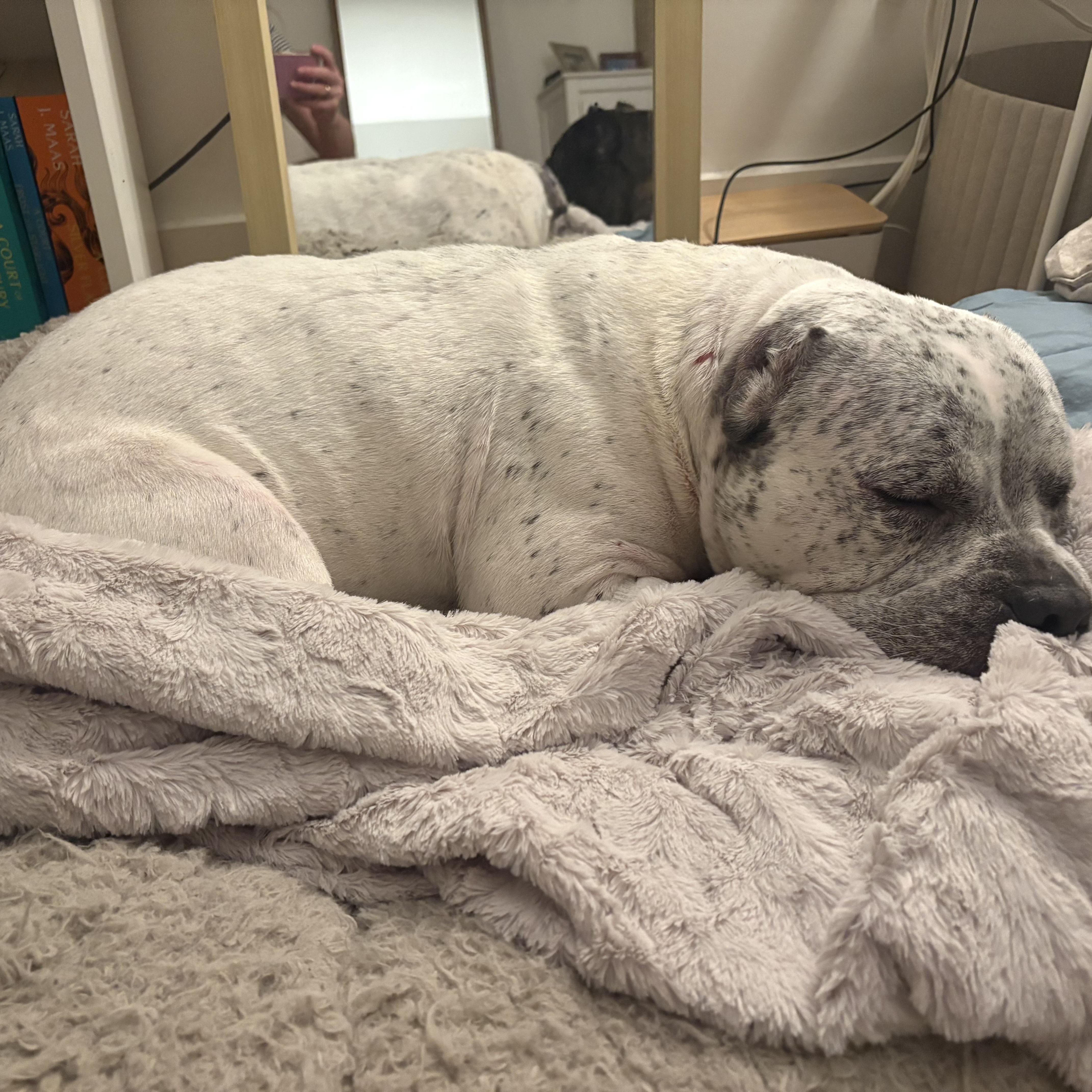 Enlarge Harper, a Adoptable mixed breed in Prospect, CT image 2/6