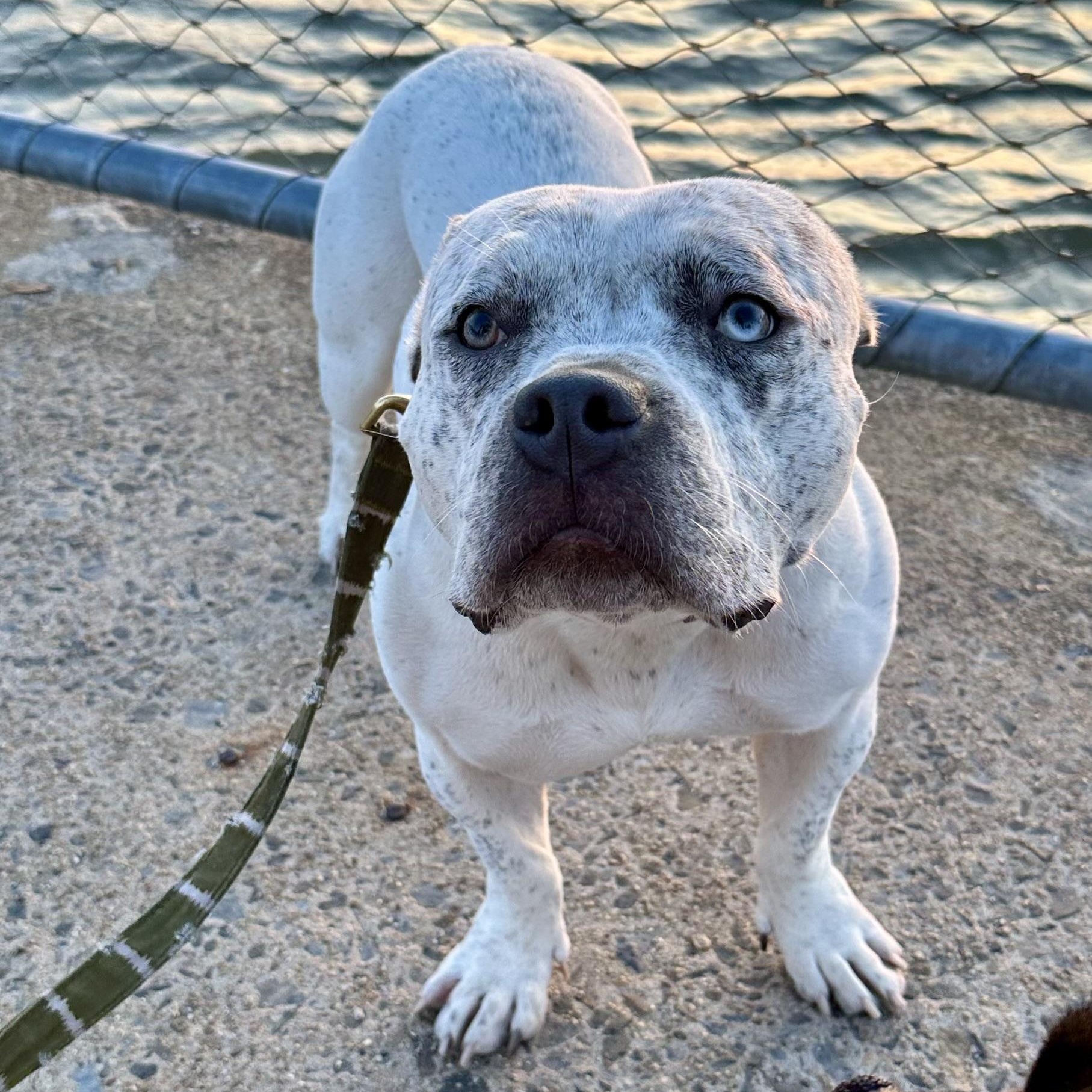 Harper, Adoptable, Adult Female American Bully.