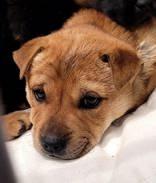 Mel and Gia, a ADOPTABLE Mixed Breed in Commerce, TX image 2/4