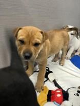 Mel and Gia, a ADOPTABLE Mixed Breed in Commerce, TX image 4/4