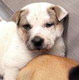 Mel and Gia, ADOPTABLE, Puppy Female Mixed Breed.