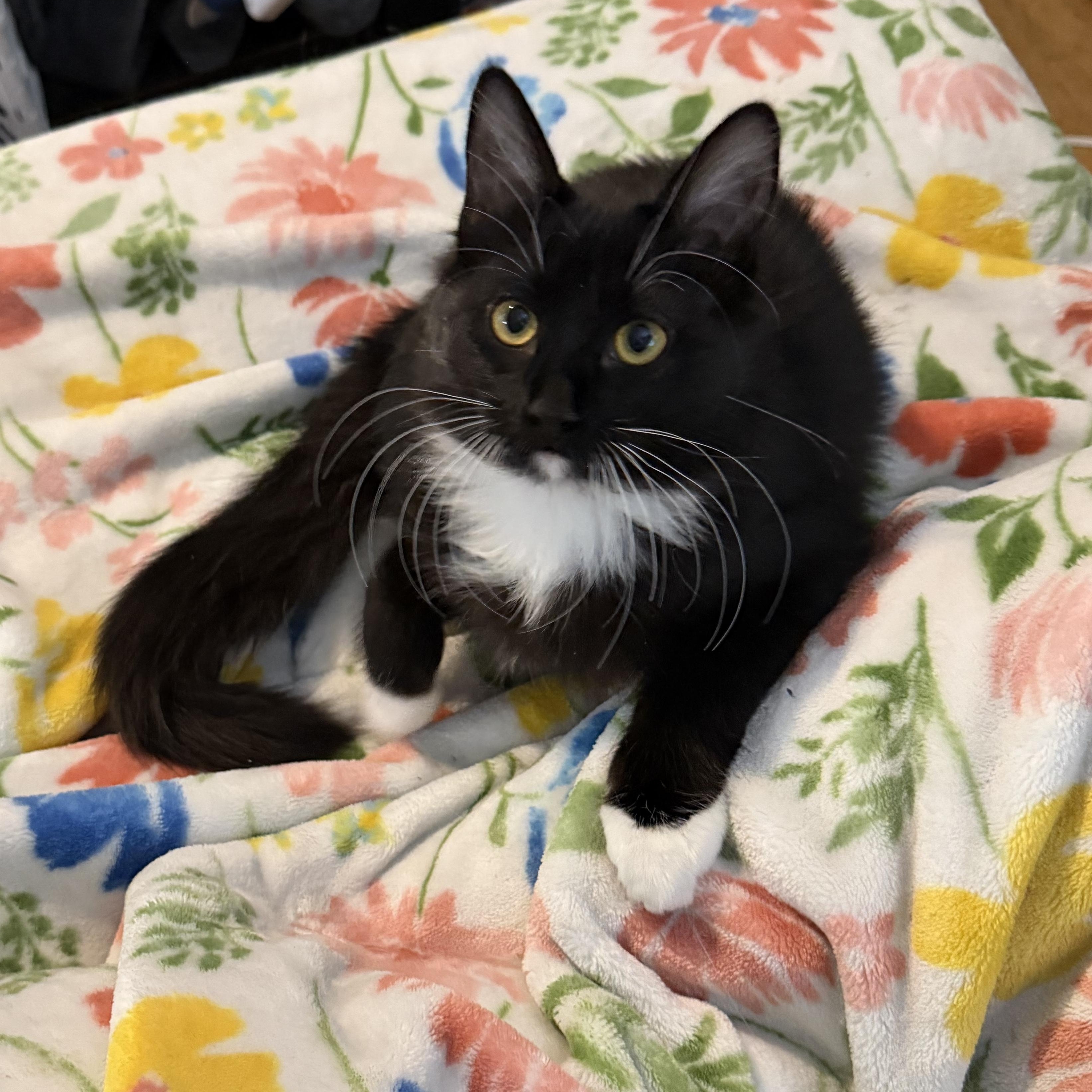 Enlarge Hilti, a Adoptable Tuxedo in Midvale, UT image 3/4