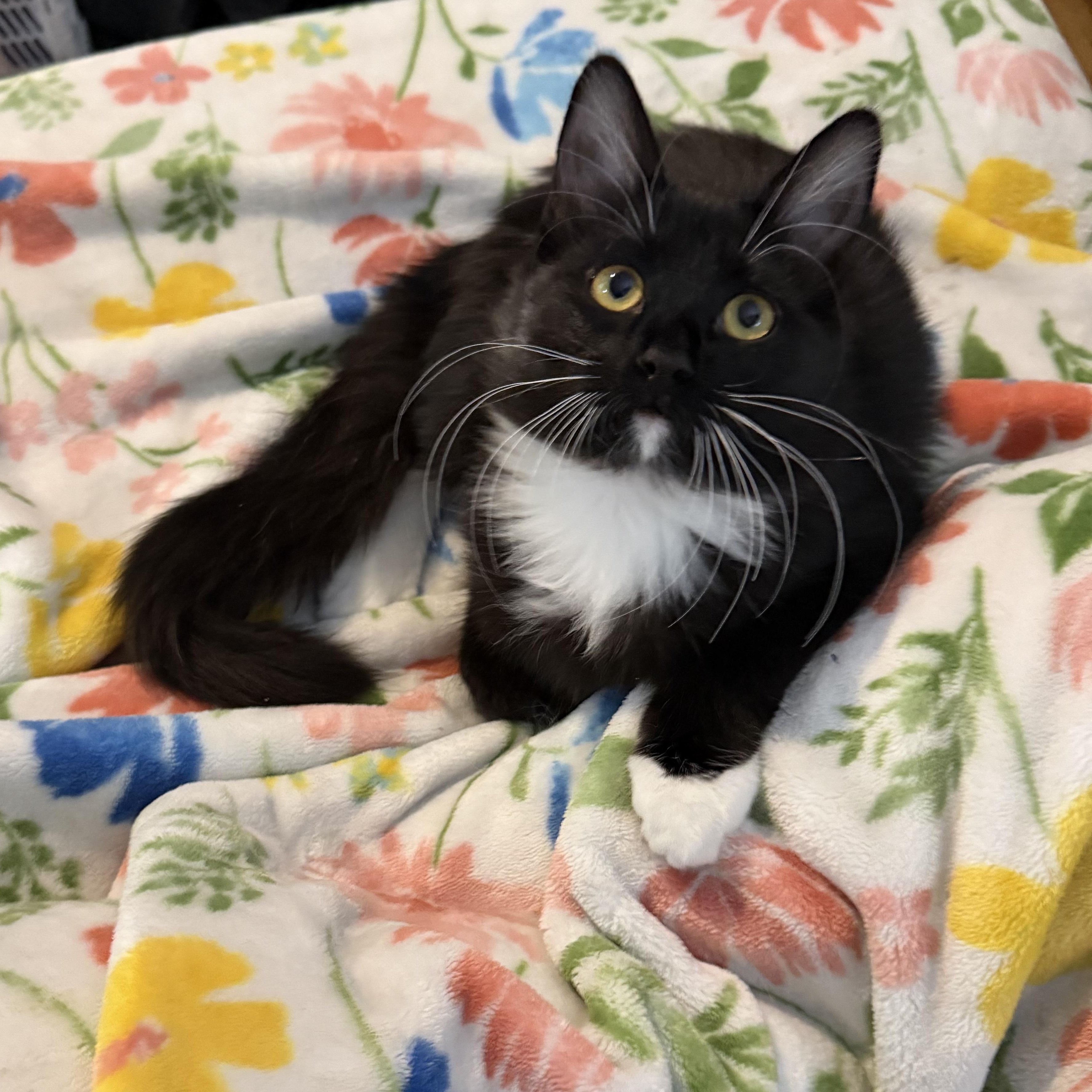 Hilti, Adoptable, Kitten Female Tuxedo.