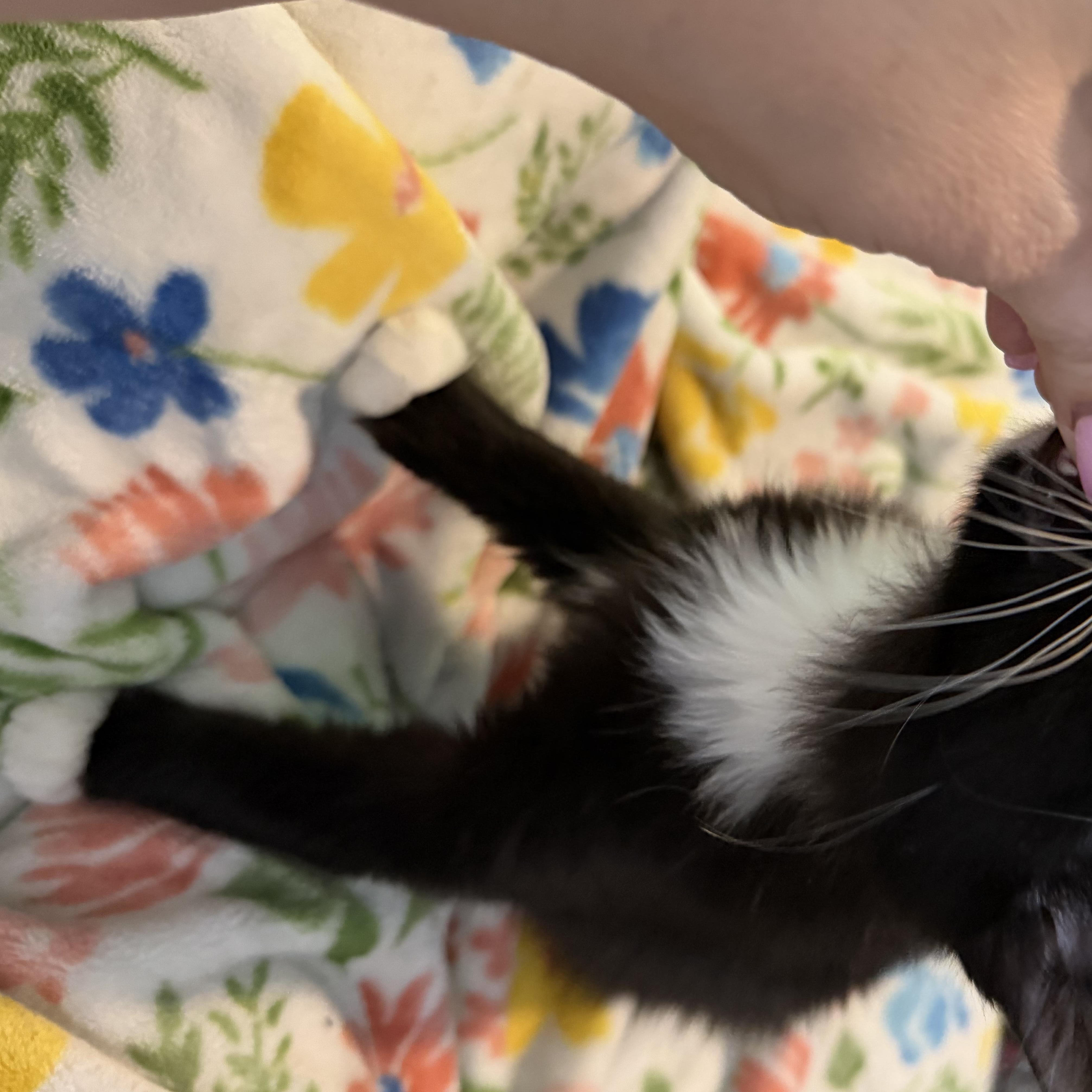 Enlarge Hilti, a Adoptable Tuxedo in Midvale, UT image 2/4
