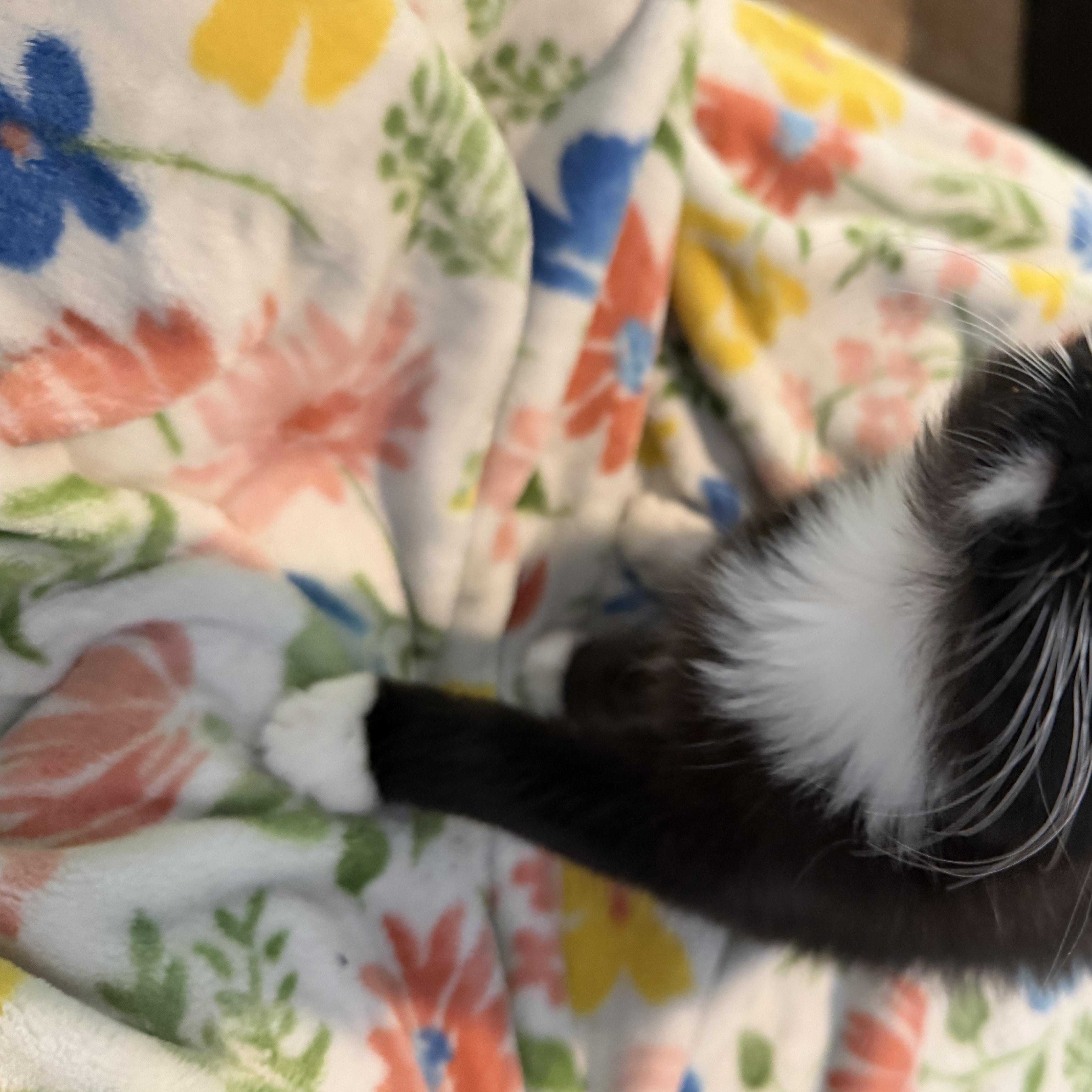 Enlarge Hilti, a Adoptable Tuxedo in Midvale, UT image 4/4