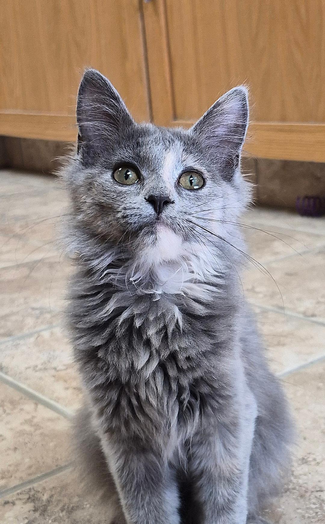 Enlarge Gypsy, a Adopted Domestic Medium Hair in Hays, KS image 4/6