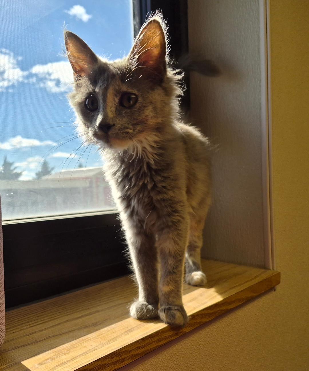 Enlarge Gypsy, a Adopted Domestic Medium Hair in Hays, KS image 5/6