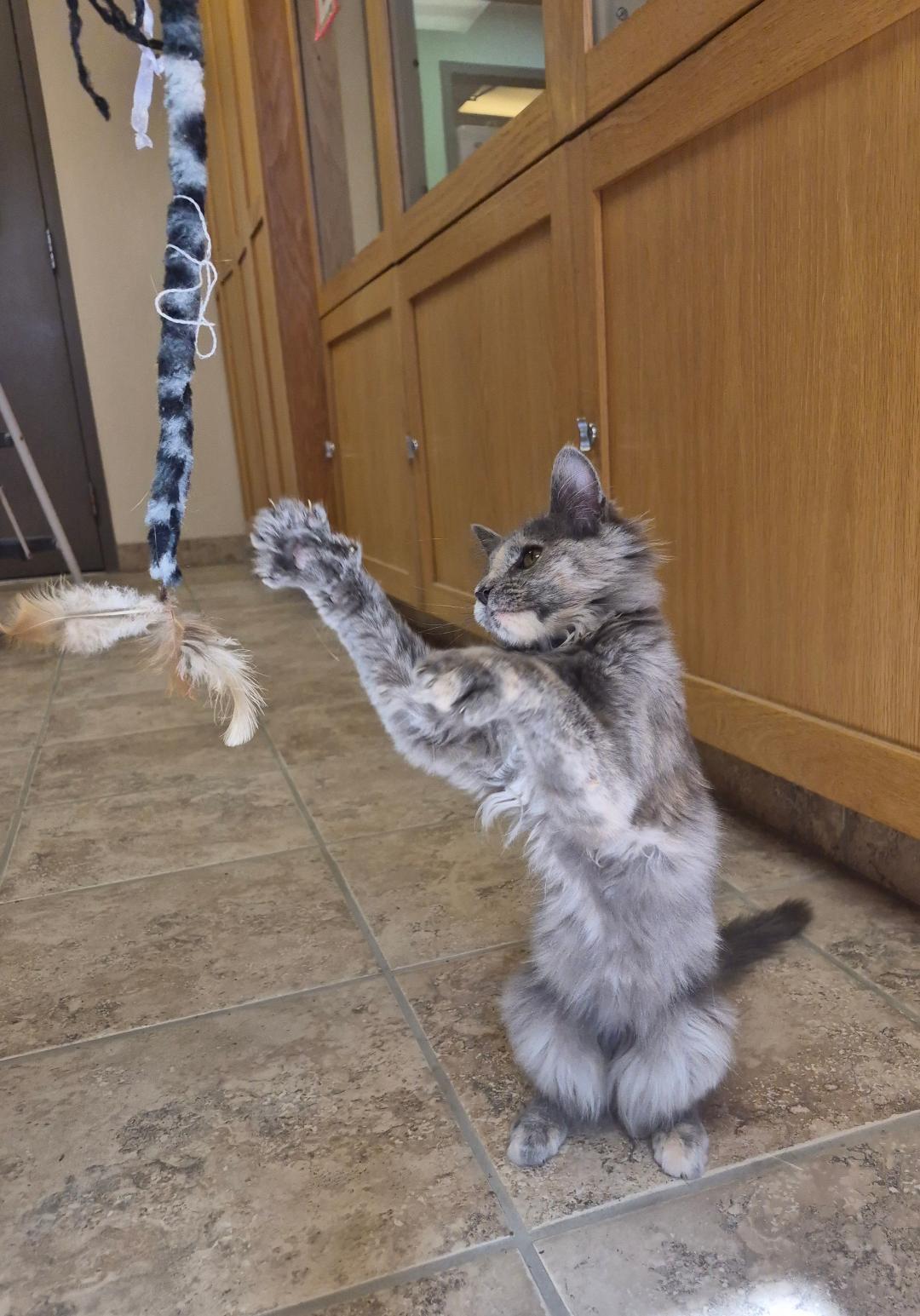 Enlarge Gypsy, a Adopted Domestic Medium Hair in Hays, KS image 3/6