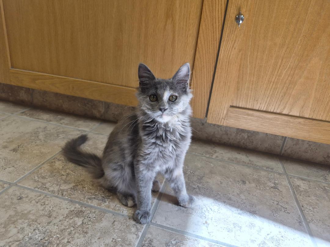 Enlarge Gypsy, a Adopted Domestic Medium Hair in Hays, KS image 6/6