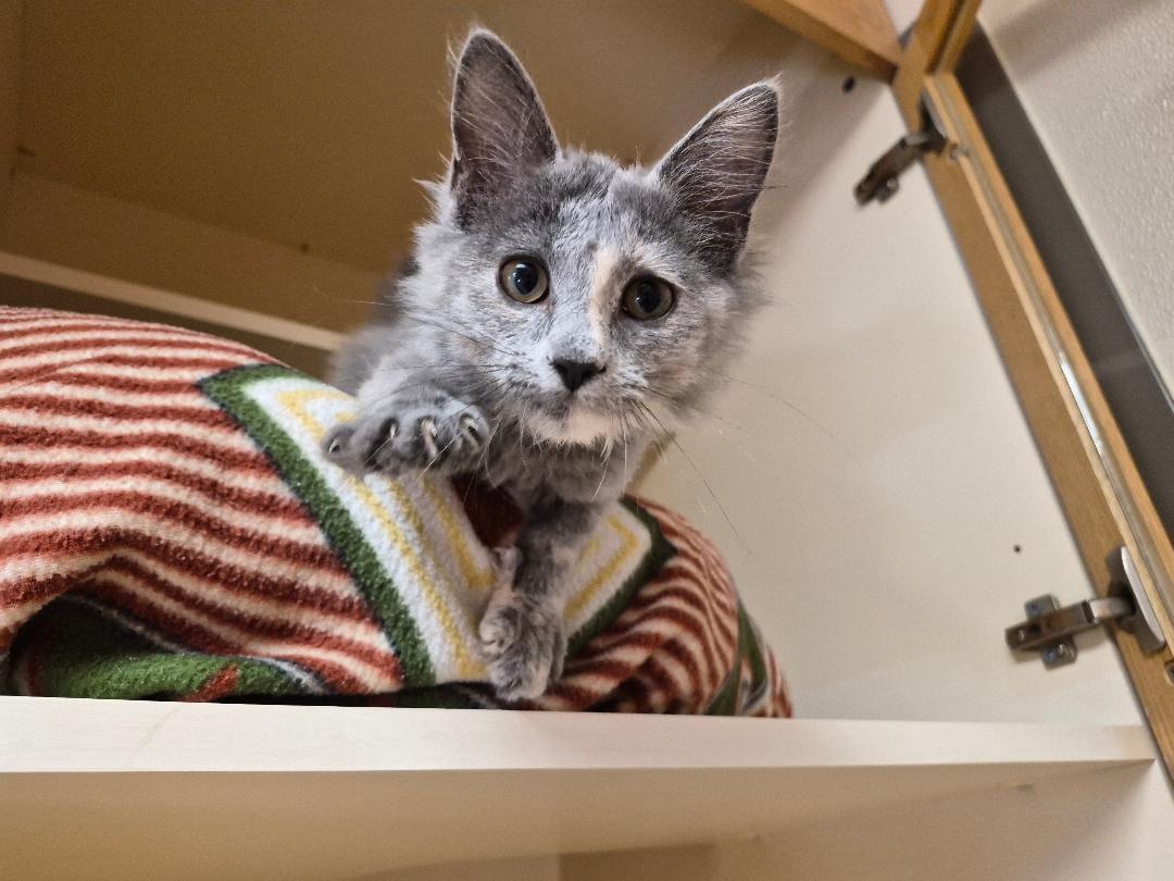 Enlarge Gypsy, a Adopted Domestic Medium Hair in Hays, KS image 2/6