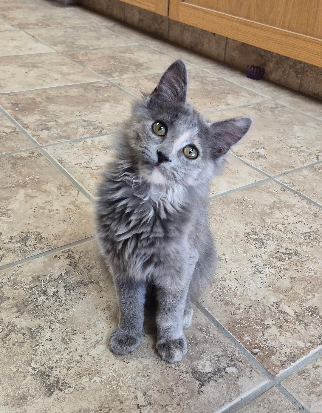 Gypsy, Adopted, Kitten Female Domestic Medium Hair.