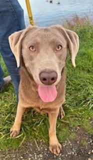 Enlarge Hunter, an adoptable Labrador Retriever in Reedsport, OR image 1/6