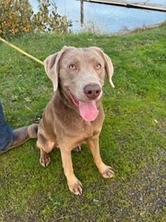 Enlarge Hunter, an adoptable Labrador Retriever in Reedsport, OR image 2/6