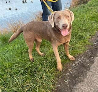 Enlarge Hunter, an adoptable Labrador Retriever in Reedsport, OR image 3/6