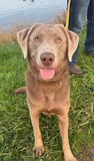 Enlarge Hunter, an adoptable Labrador Retriever in Reedsport, OR image 4/6