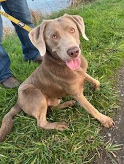 Enlarge Hunter, an adoptable Labrador Retriever in Reedsport, OR image 5/6