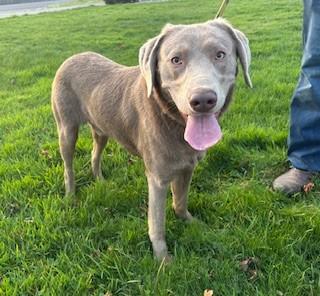 Enlarge Hunter, an adoptable Labrador Retriever in Reedsport, OR image 6/6