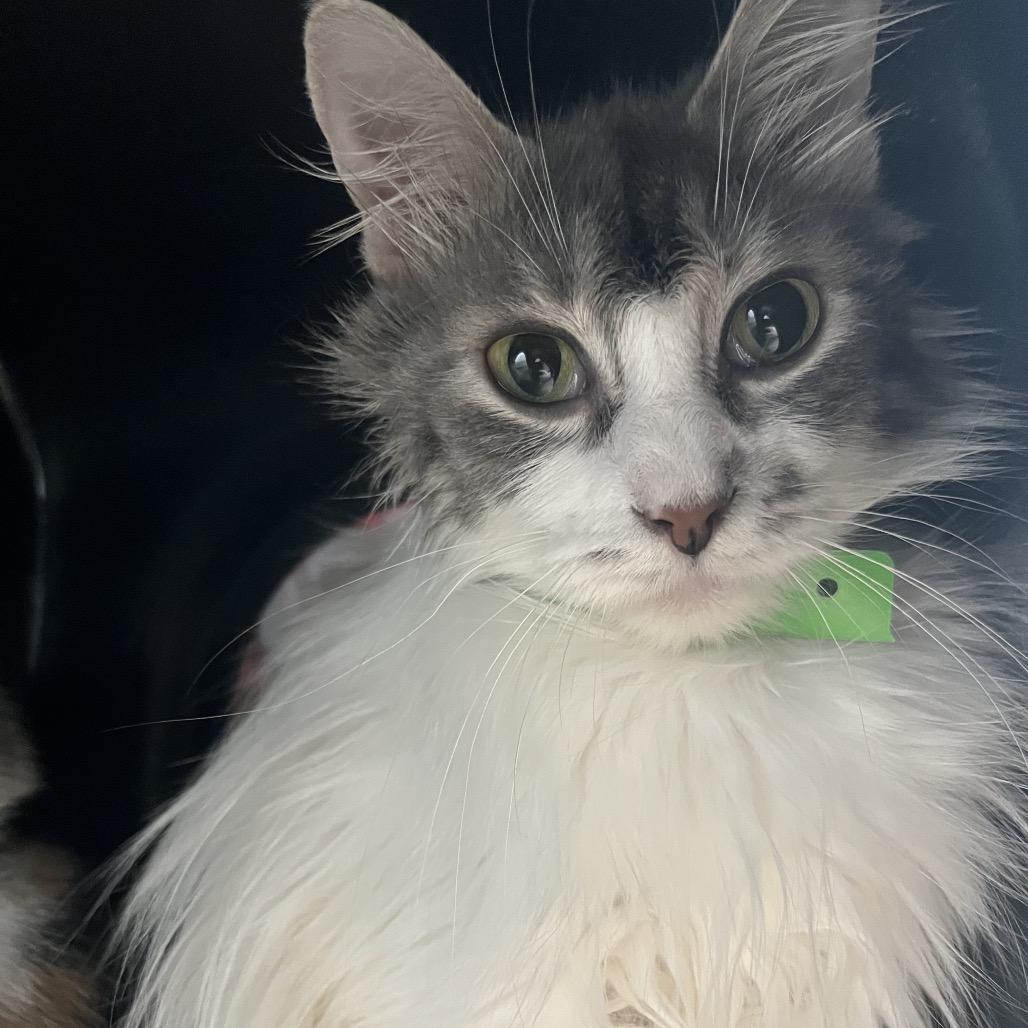 Monroe, a Adoptable Domestic Long Hair in Fort Wayne, IN image 1/2