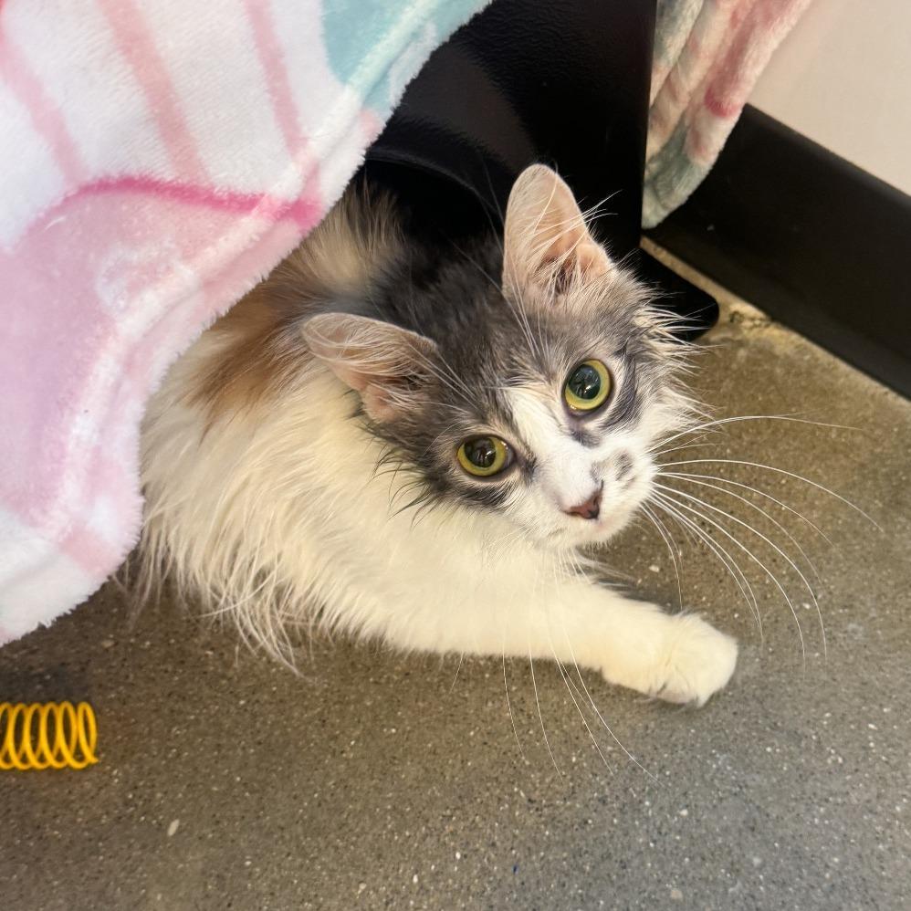 Monroe, a Adoptable Domestic Long Hair in Fort Wayne, IN image 2/2