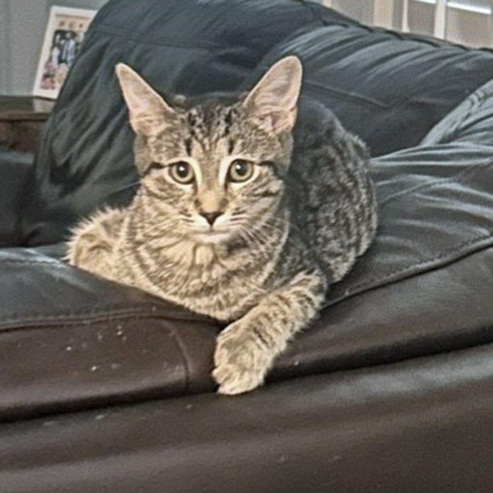 Enlarge Willa26, a Adoptable mixed breed in Youngsville, NC image 1/2