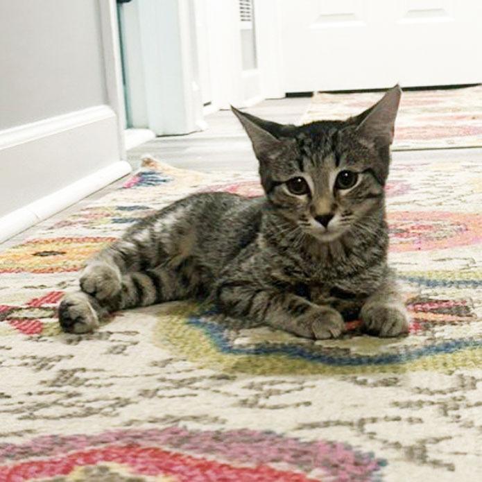 Enlarge Willa26, a Adoptable mixed breed in Youngsville, NC image 2/2