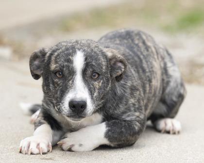 Finley, adopted, Puppy Female Mixed Breed.