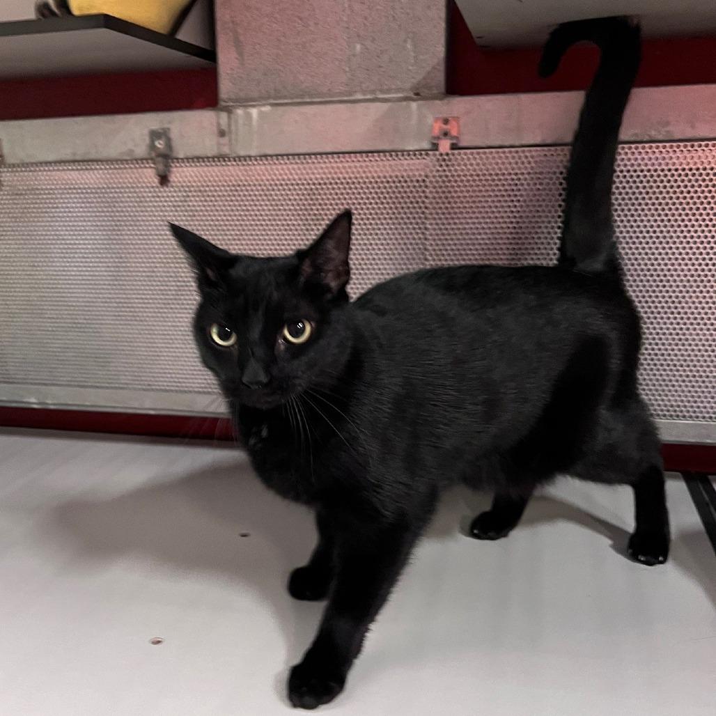 Iago, Adoptable, Adult Male Domestic Short Hair.