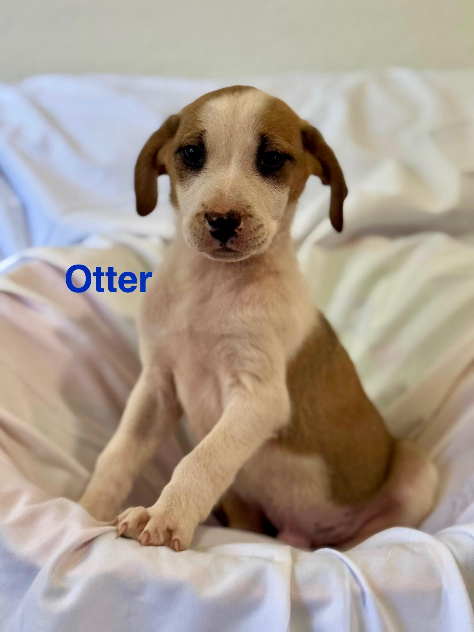 Otter 0125