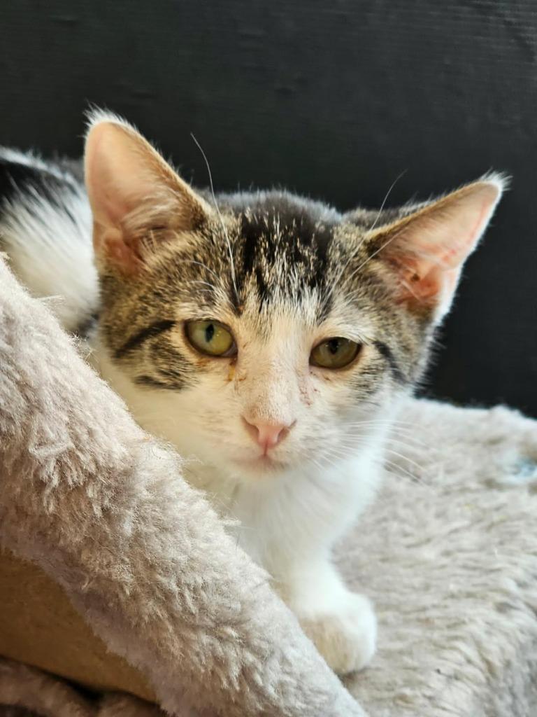 Enlarge Will, a Adoptable mixed breed in Heber City, UT image 1/2