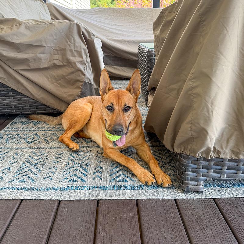 Bonnie, a ADOPTABLE German Shepherd Dog in Millburn, NJ image 6/6