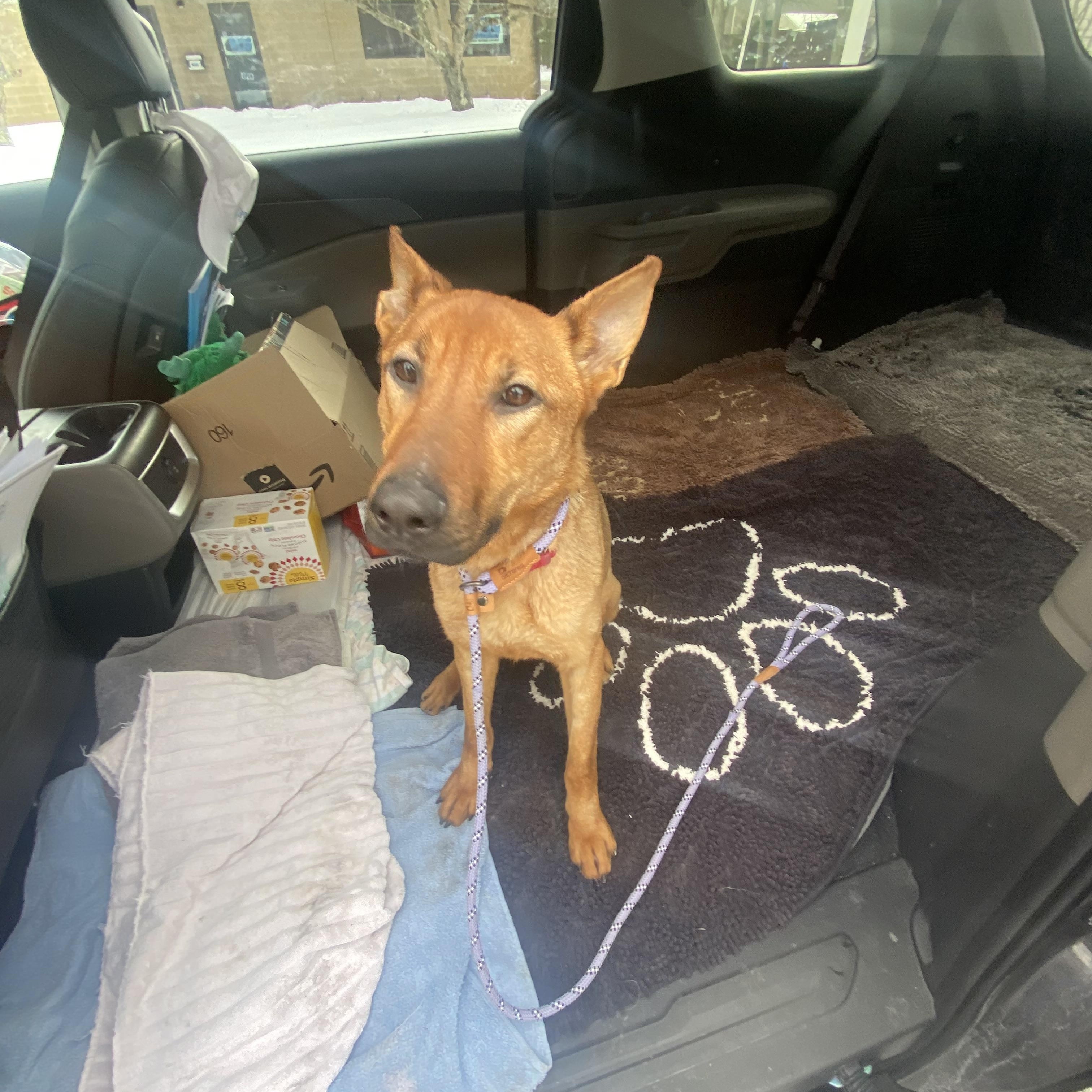 Enlarge Bonnie, a ADOPTABLE German Shepherd Dog in Millburn, NJ image 4/5