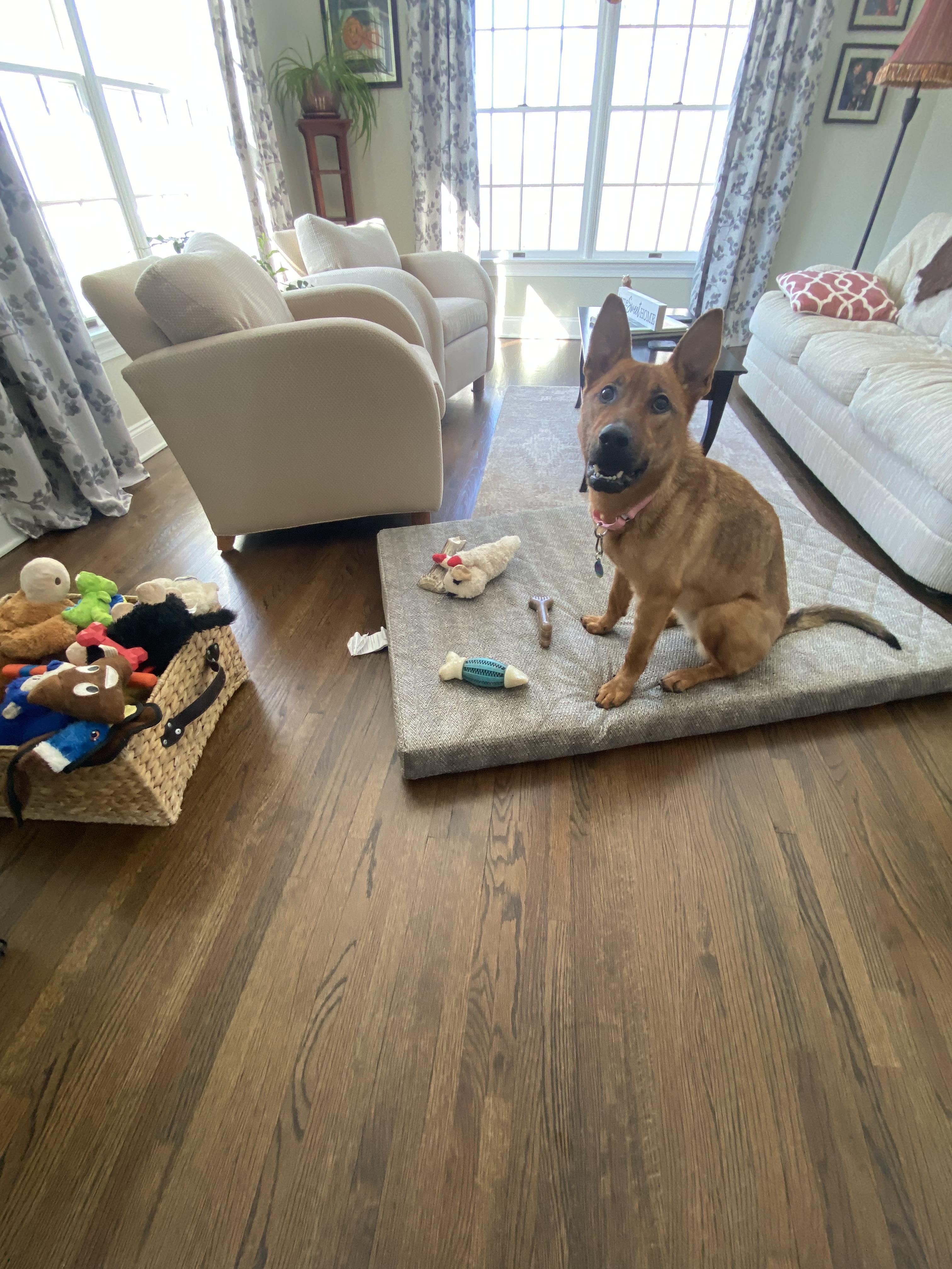 Enlarge Bonnie, a ADOPTABLE German Shepherd Dog in Millburn, NJ image 5/5